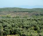 Olivares de Ja�n (Andaluc�a)